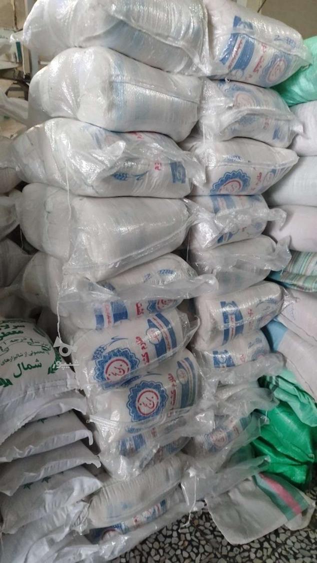 کشت دوم،طارم هاشمی،فجر،شیرودی،لاشه هاشمی