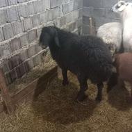 گوسفند نربره هترو عالی برای تخمی به قیمت