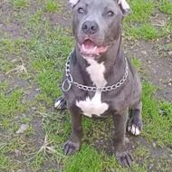 پیتبول ماده (بلو )