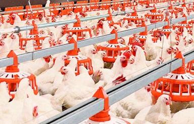 فروش زمین مسکونی 1000 متر در بالاتجن