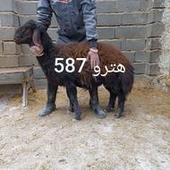 بره نر همو و هترو