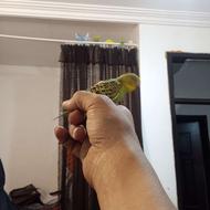 مرغ عشق باجوجه