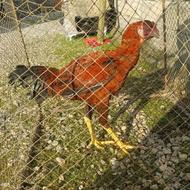 جوجه لاری نصل