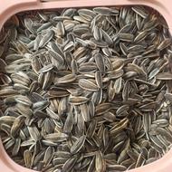 تخمه خام درجه 1کانادایی