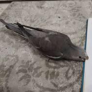 عروس وایت فیس نر سخنگو4ماهه رام و دستی