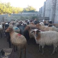 فروش ابستن سنگین دو و تک جوان