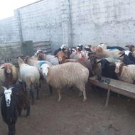 فروش گوسفند ابستن بالای 3مانیم
