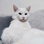 گربه اسکاتیش نر اصیل (وارداتی)