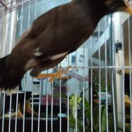 فروش مرغ مینا نر سخنگو 2500