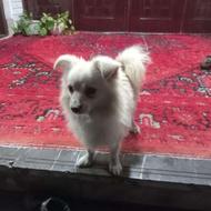 سگ پا کوتاه. واگذاری