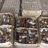 جوجه یکروزه