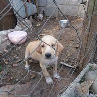 توله سگ شکاری میکس مادرپوینتراصل 90درصدیادگرفته بابلدرچین