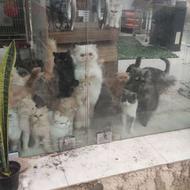 گربه اسکاتیش