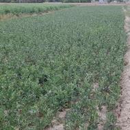 زمین کشاورزی