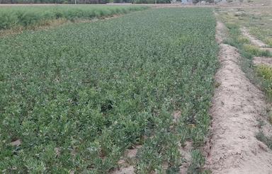 زمین کشاورزی