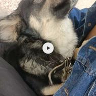 اشپیتز نر 1ساله