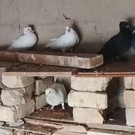 مشتری واقعی بیاد تخفیف هم دار