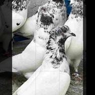 جوجه کبوتر گرویی ،مخصوص پرشت در هوایی تیرماه