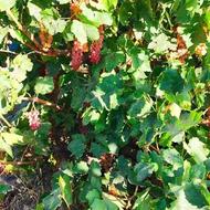 فروش کشمش آفتابی