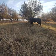 یه اسب مادیان