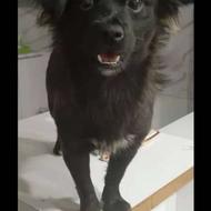 ماده اشپیتز گمشده