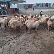 خرید و فروش گوسفند