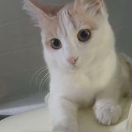 واگذاری گربه 7 ماهه