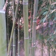 قطع انواع درختان وخرید چوب ان