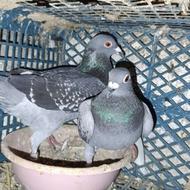 کبوتر مسافتی مسابقه دهنده