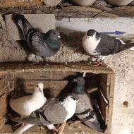 کبوتر رنگی و مسافتی