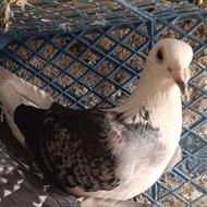 کبوتر مسافتی ابلغ