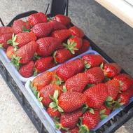 کار های روز مره در زمین توت فرنگی