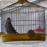 پرنده سره خاکی اهلی دهن خون