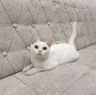 فروش یک پسر بریتیش سفید