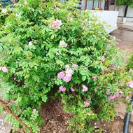 سرایدار خانواده کم جمعیت