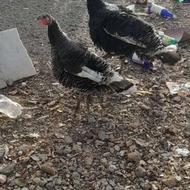 بوقلمون ماده و نر و مرغ لاری