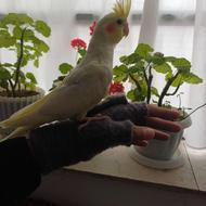 عروس هلندی نر