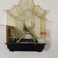 طوطی عروس یکساله