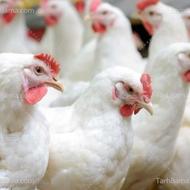 فروش مرغ گوشتی ارگانیک فقط کیلویی 115تومن