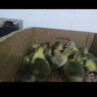 فروش همه روزه جوجه غازهای 3و4 روزه سالم وسرحال