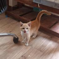 بچه گربه زیبا با چشمان نارنجی و خاص.