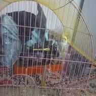 عروس هلندی دوتا 1200