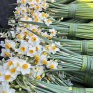 گل نرگس فروش عمده