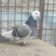 کبوتر پرشی غریب