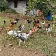 بوقلمون نر و ماده محلی کاملا اورگانیک