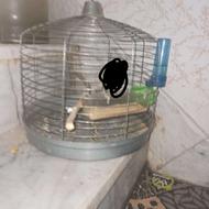 قفس طوطی کوتوله عروس هلندی