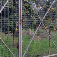 فروش باغ 1600 متری پرتقال