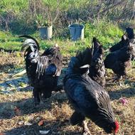 تعدادی مرغ و خروس مرندی و گلپایگانی و مرغ شاخدار یا سیساک