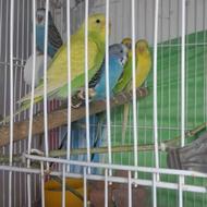 فروشمرغعشقدوجفتبادونربدونماده