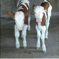 خریدو فروش گوساله